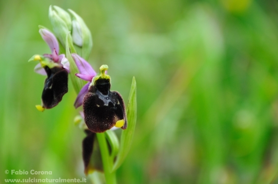 Ophrys chestermanii